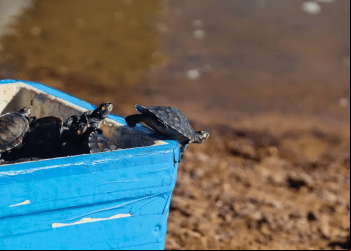 Projeto de soltura de tartarugas-da-amazônia e tracajás recupera espécies ameaçadas no rio Araguaia