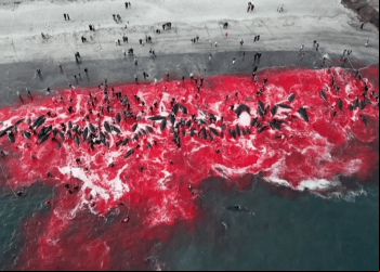 Tradição controversa: Caçadores nas Ilhas Faroe matam mais de 500 golfinhos, gerando indignação global