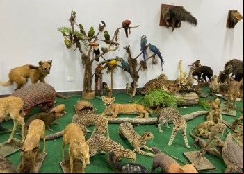 Museu de Zoologia e Taxidermia da Unitins oferece opção gratuita de diversão nas férias