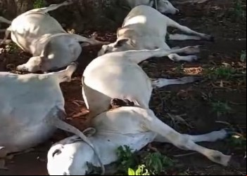Mais de 40 Bois Morrem Após Serem Atingidos por Raio durante Temporal em Paraíso do Tocantins