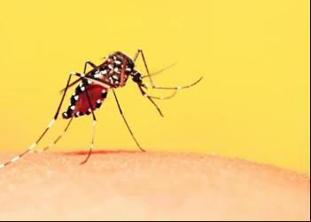 Governo do Tocantins adere ao Dia D de Mobilização Nacional Contra a Dengue